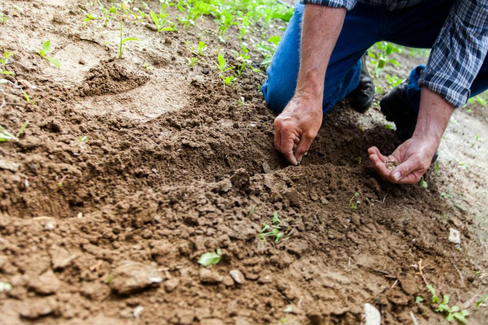 Persona plantando semillas