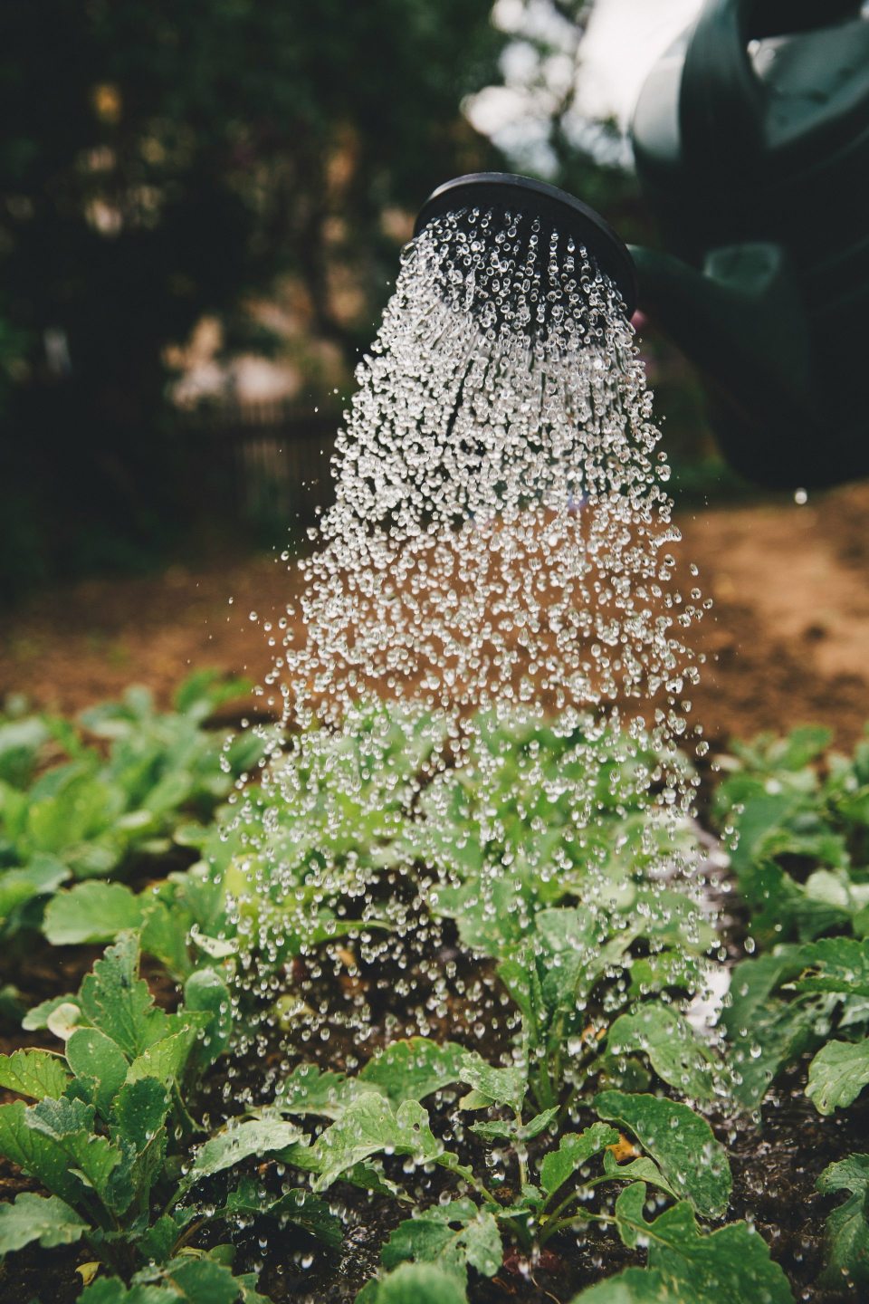 Regadera vertiendo agua en plantas